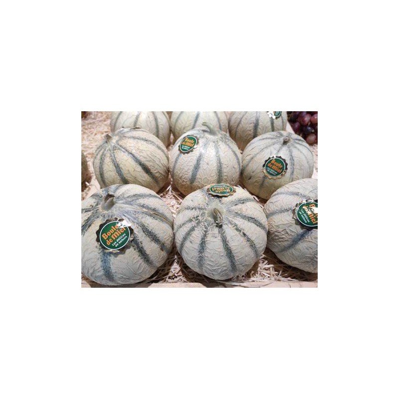 Melon "Boule de Miel"