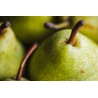 Poire WILLIAM