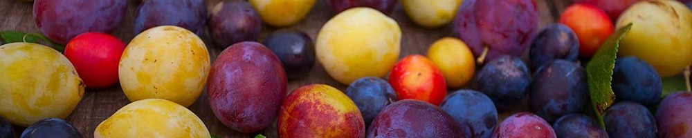 Prunes