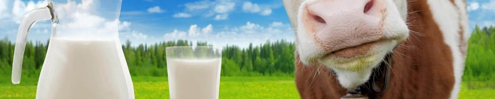 Lait de vache