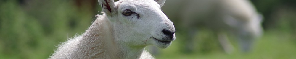 Lait de brebis