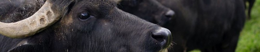 Bufflone